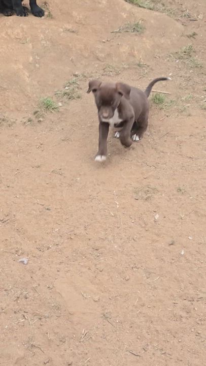 Enlarge Alisha, a Adoptable mixed breed in Lake Elsinore, CA video 3/6