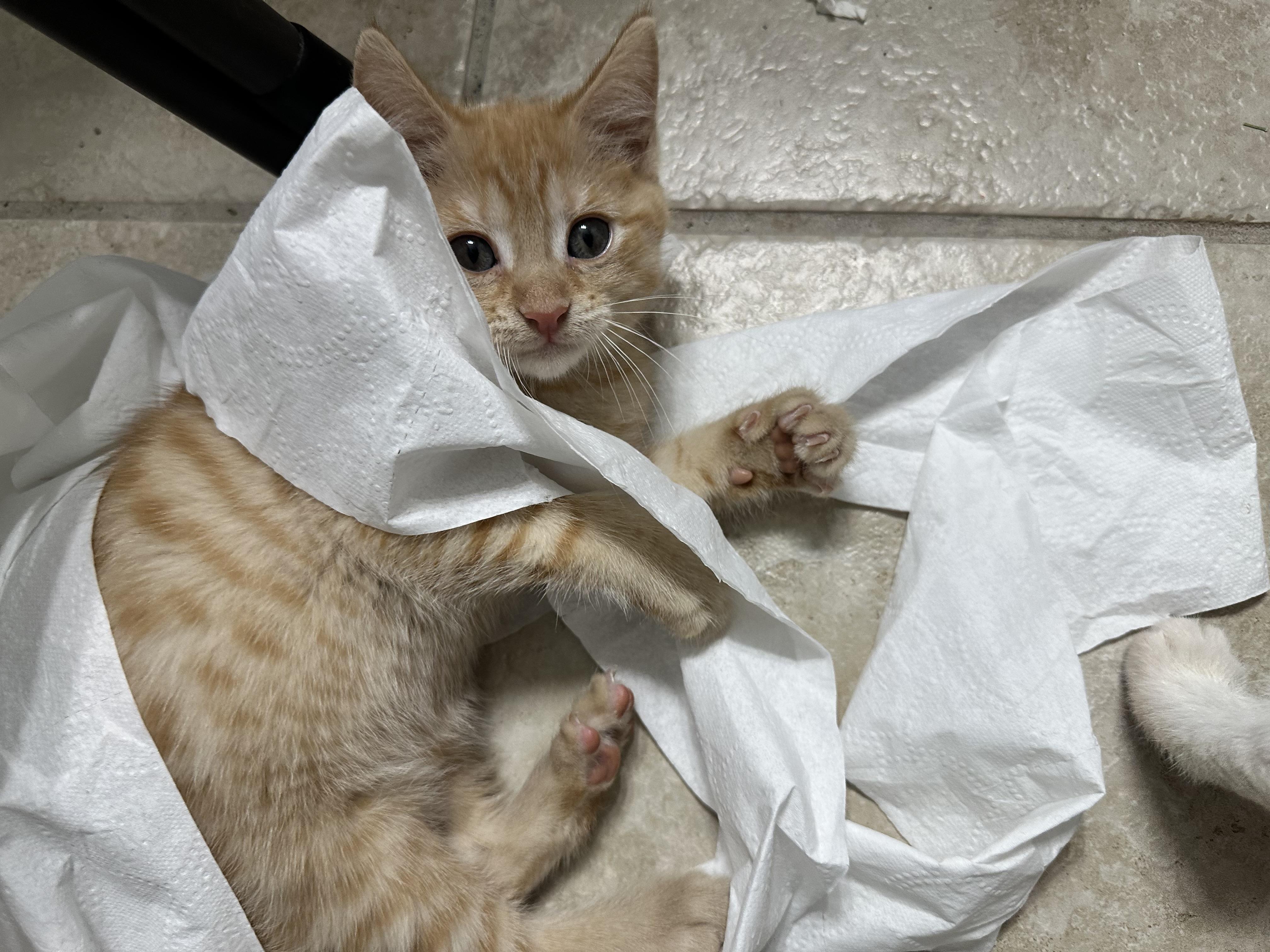 Hatch (must be adopted with mar mar) photo 2