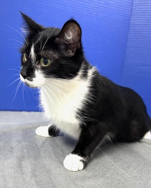 Enlarge Siobahn, an adopted Domestic Short Hair in Hawk Point, MO image 4/4