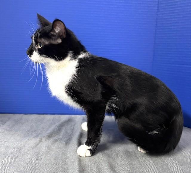 Siobahn, adopted, Young Female Domestic Short Hair.