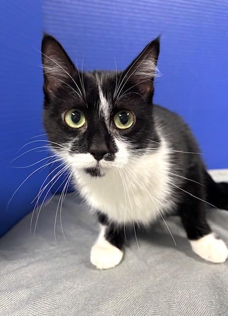 Enlarge Siobahn, an adopted Domestic Short Hair in Hawk Point, MO image 2/4