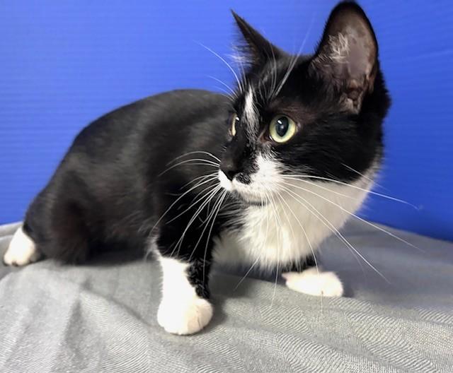 Enlarge Siobahn, an adopted Domestic Short Hair in Hawk Point, MO image 3/4