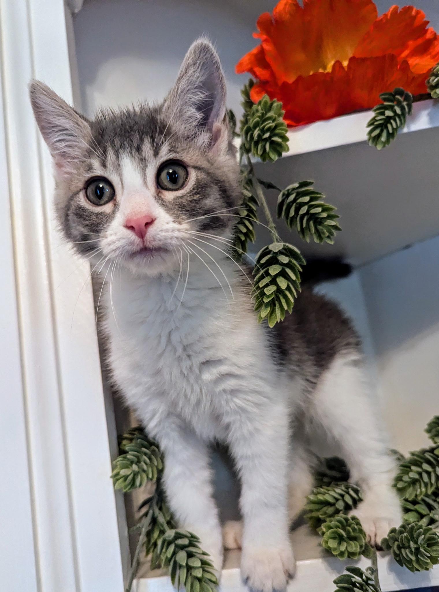 Evelyn, Baby Female Domestic Medium Hair