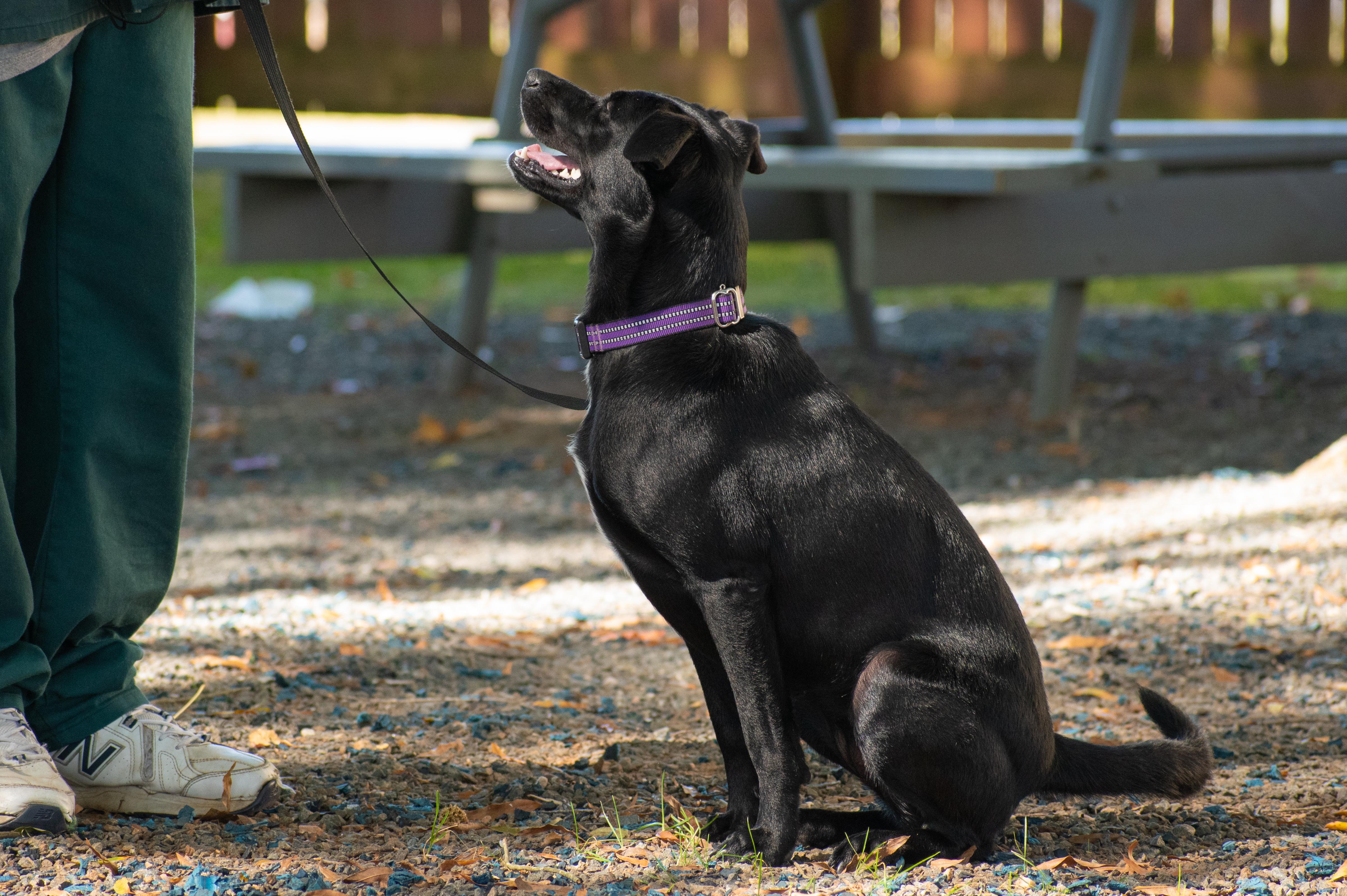 Tess, adopted, Young Female Labrador Retriever.
