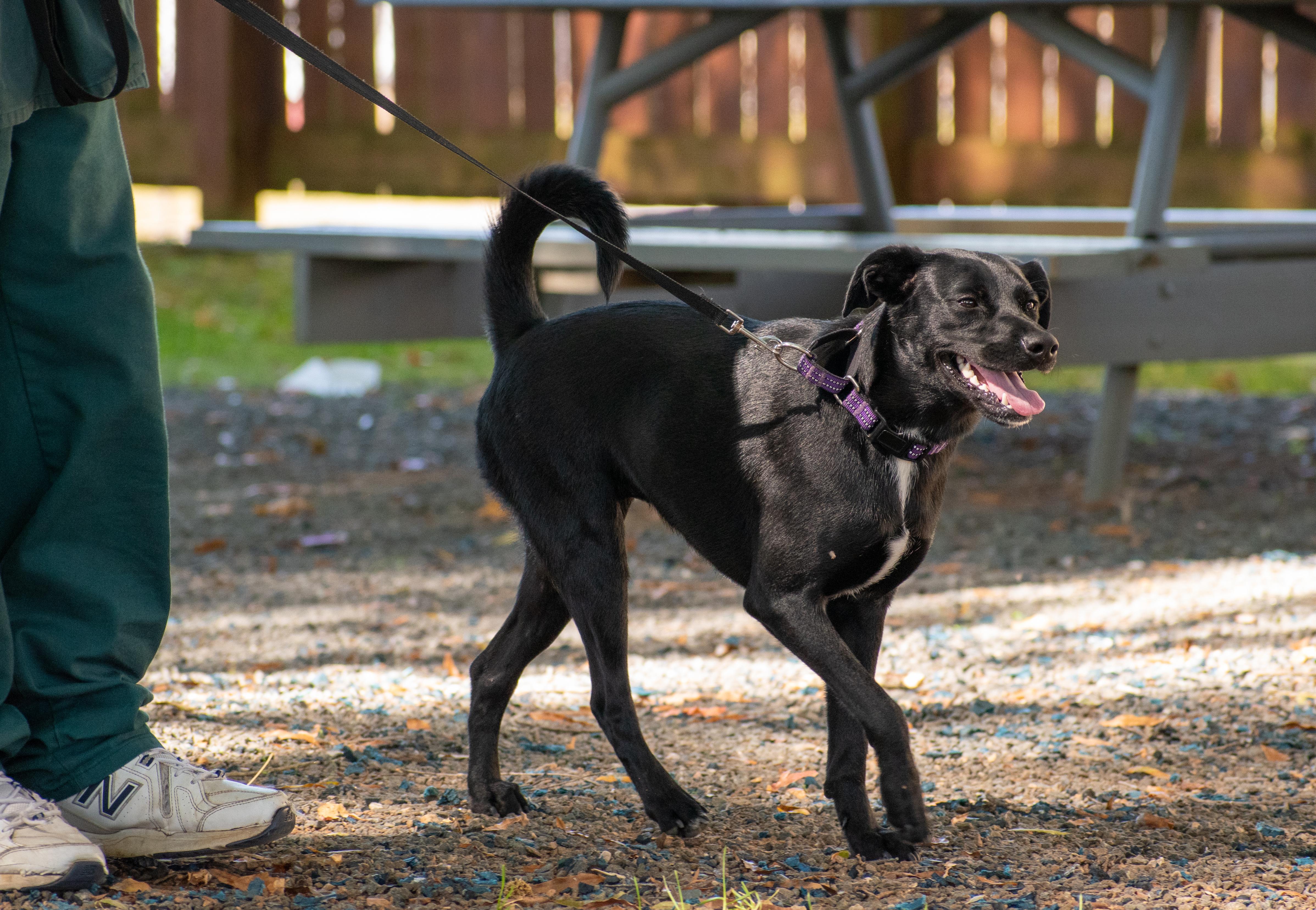 Enlarge Tess, an adopted mixed breed in Lewisville, NC image 2/3