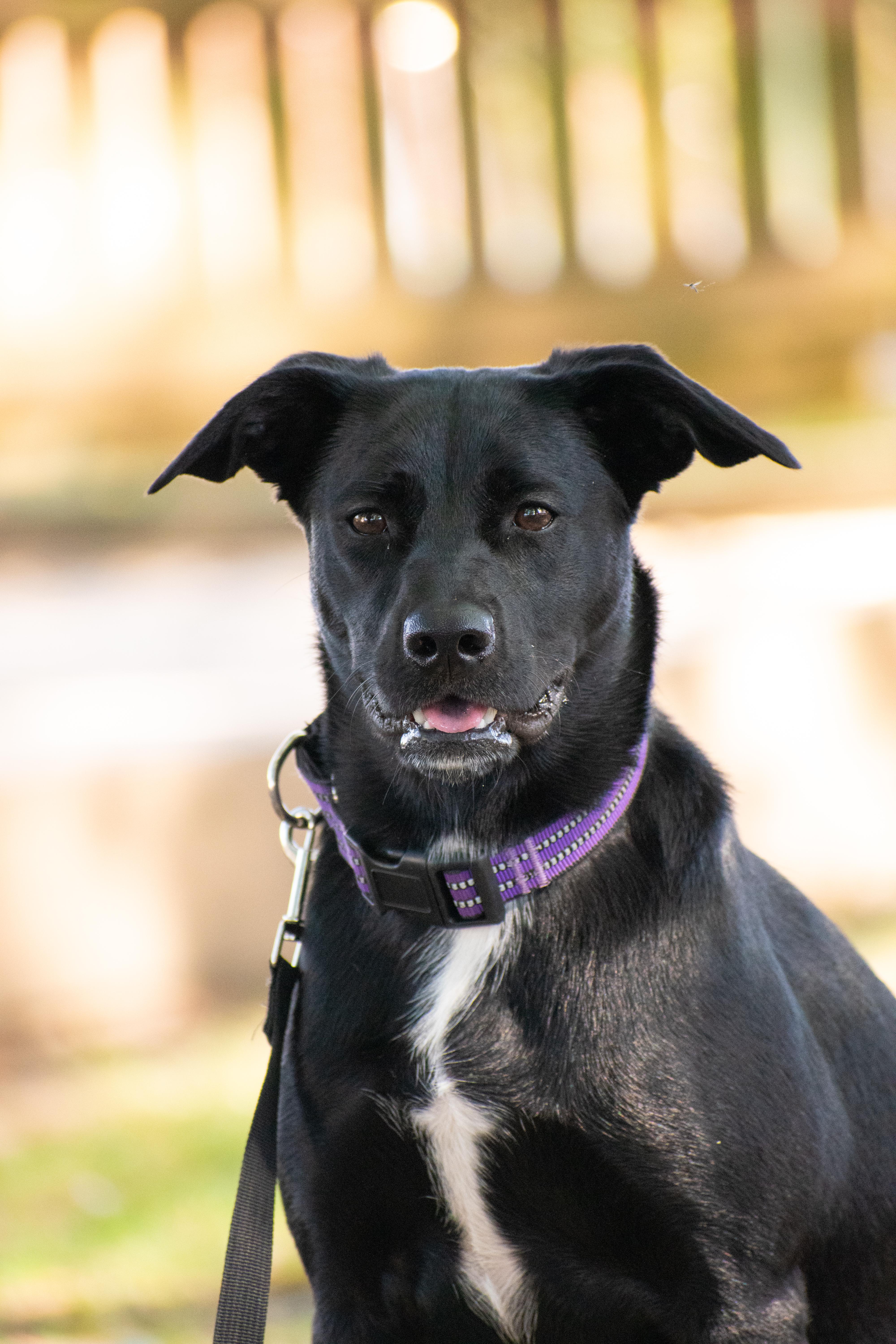 Enlarge Tess, an adopted mixed breed in Lewisville, NC image 3/3