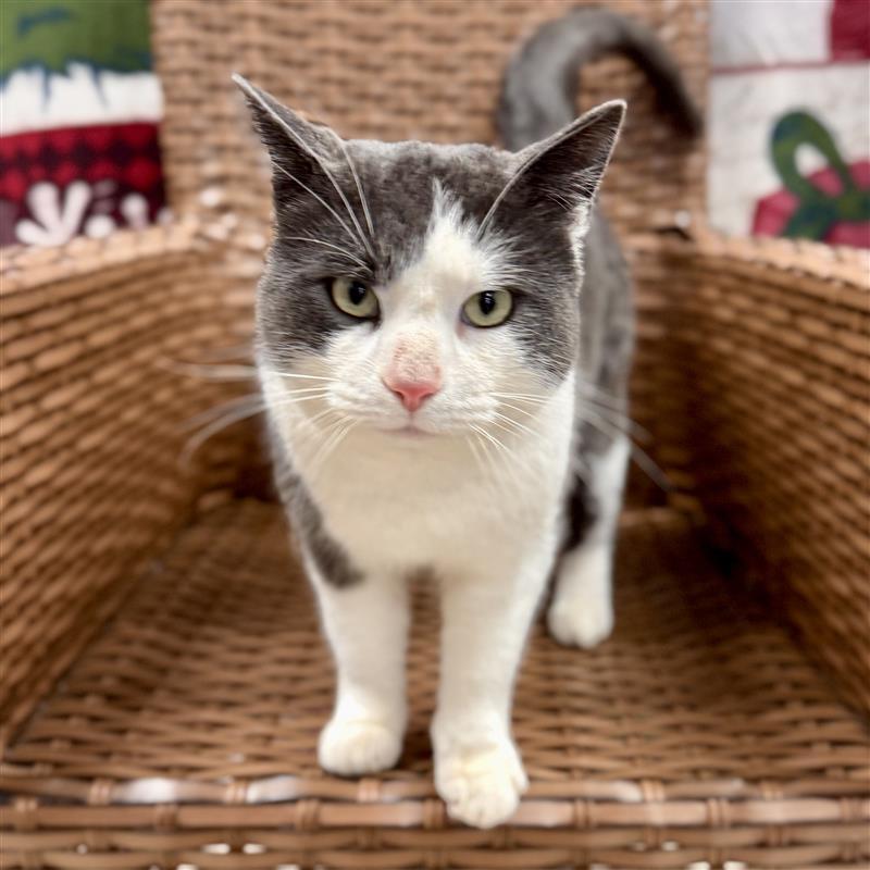 Flynn Rider (Stray), a ADOPTABLE Domestic Short Hair in Midland, MI image 1/4