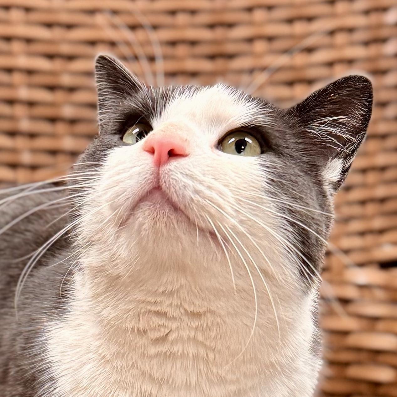 Flynn Rider (Stray), a ADOPTABLE Domestic Short Hair in Midland, MI image 2/4