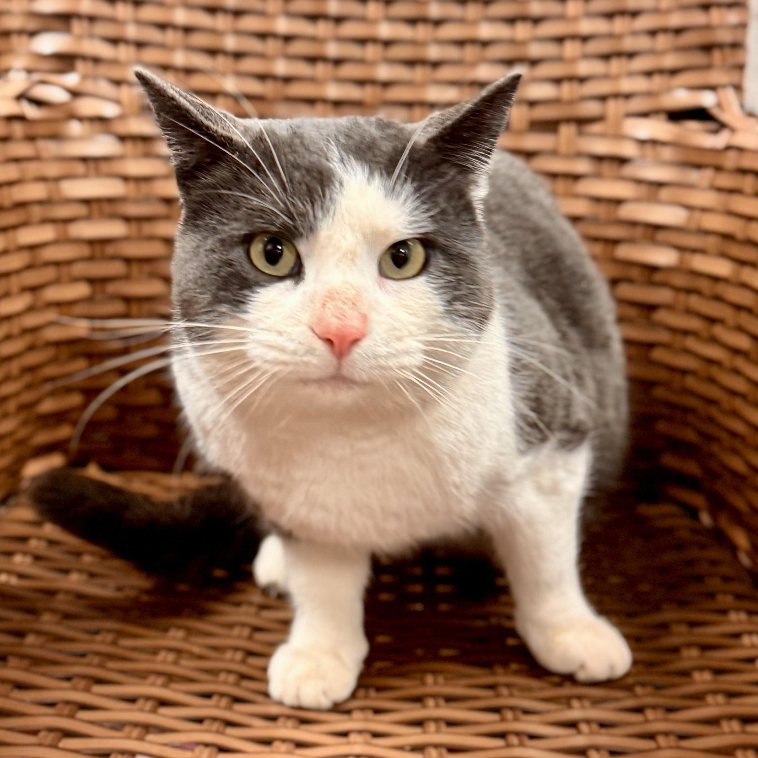 Flynn Rider (Stray), a ADOPTABLE Domestic Short Hair in Midland, MI image 3/4