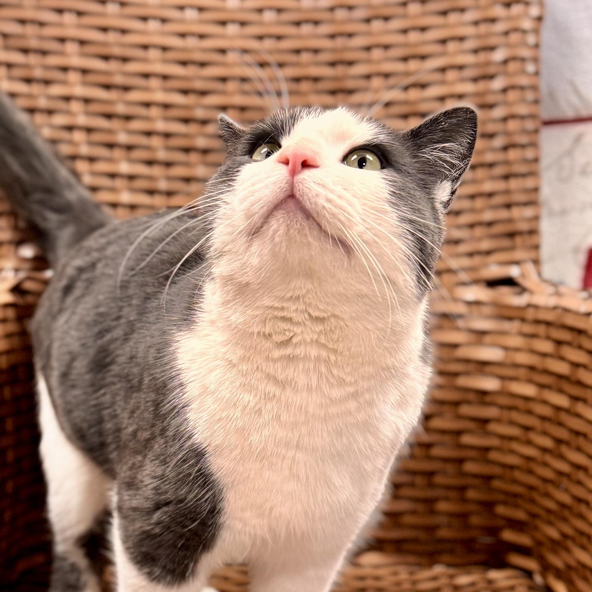 Flynn Rider (Stray), a ADOPTABLE Domestic Short Hair in Midland, MI image 4/4