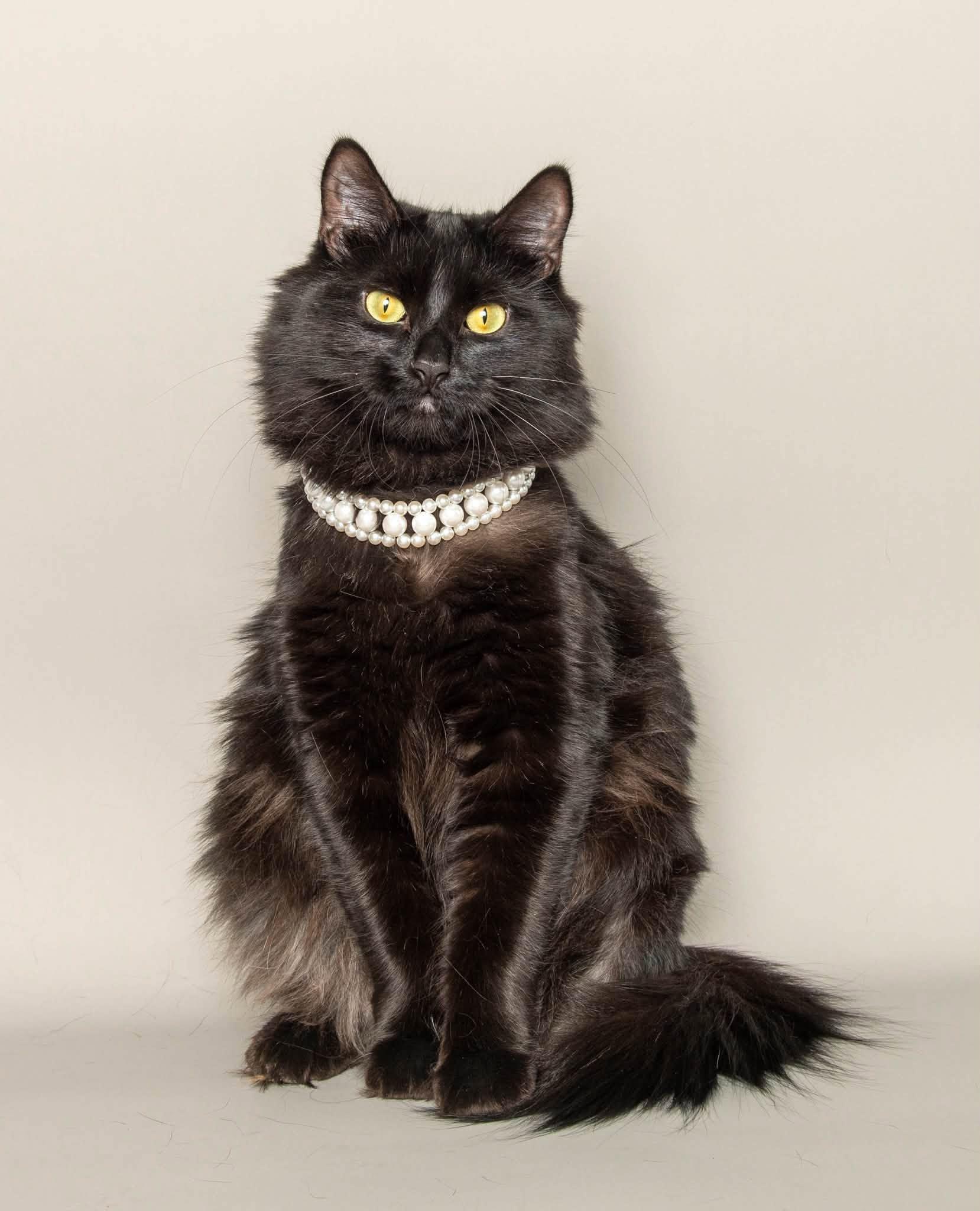 Enlarge MARJORIE, an adoptable Domestic Long Hair in Wyandotte, MI image 1/1