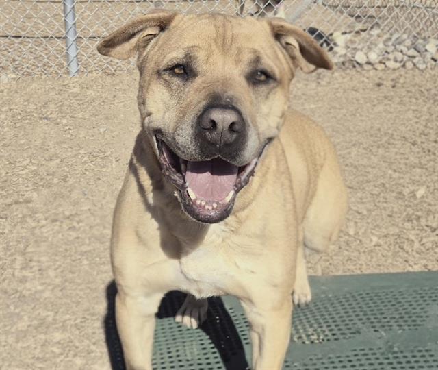 Enlarge APPLE, a Adoptable mixed breed in Albuquerque, NM image 1/1