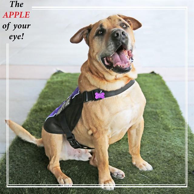 Enlarge APPLE, a Adoptable mixed breed in Albuquerque, NM image 1/1
