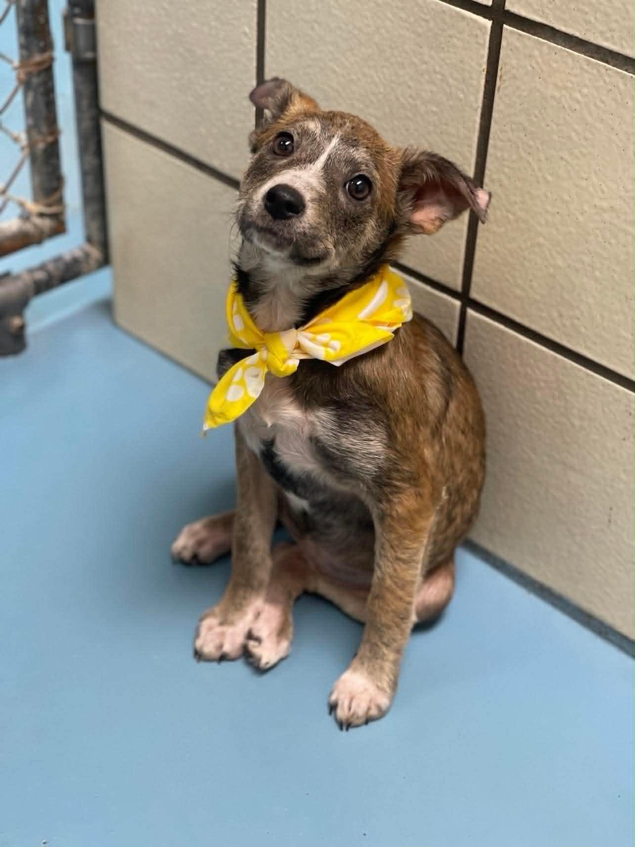 Katniss the mixed breed puppy, Adoptable, Puppy Female Jack Russell Terrier & Whippet.