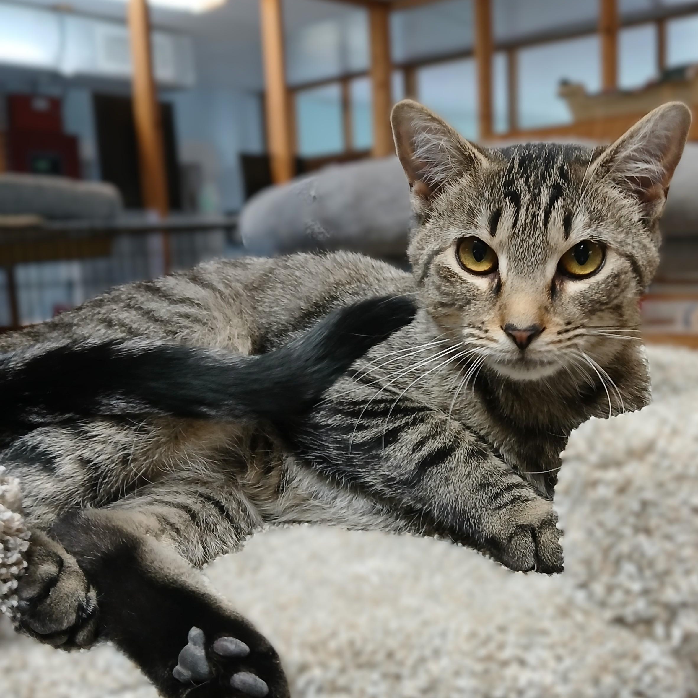 Enlarge Yasmine, an adoptable mixed breed in Germansville, PA image 1/4