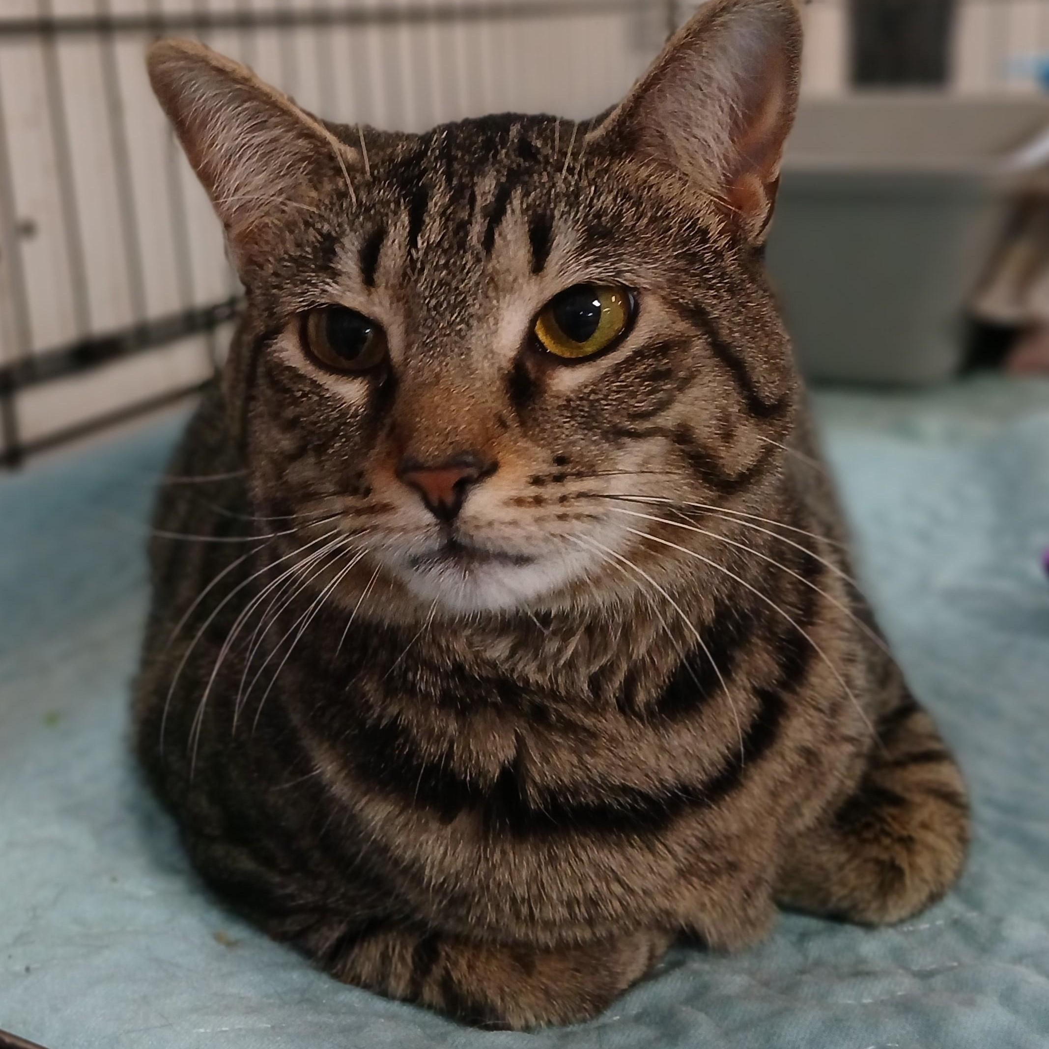 Yasmine, adoptable, Adult Female Domestic Short Hair & Tabby.