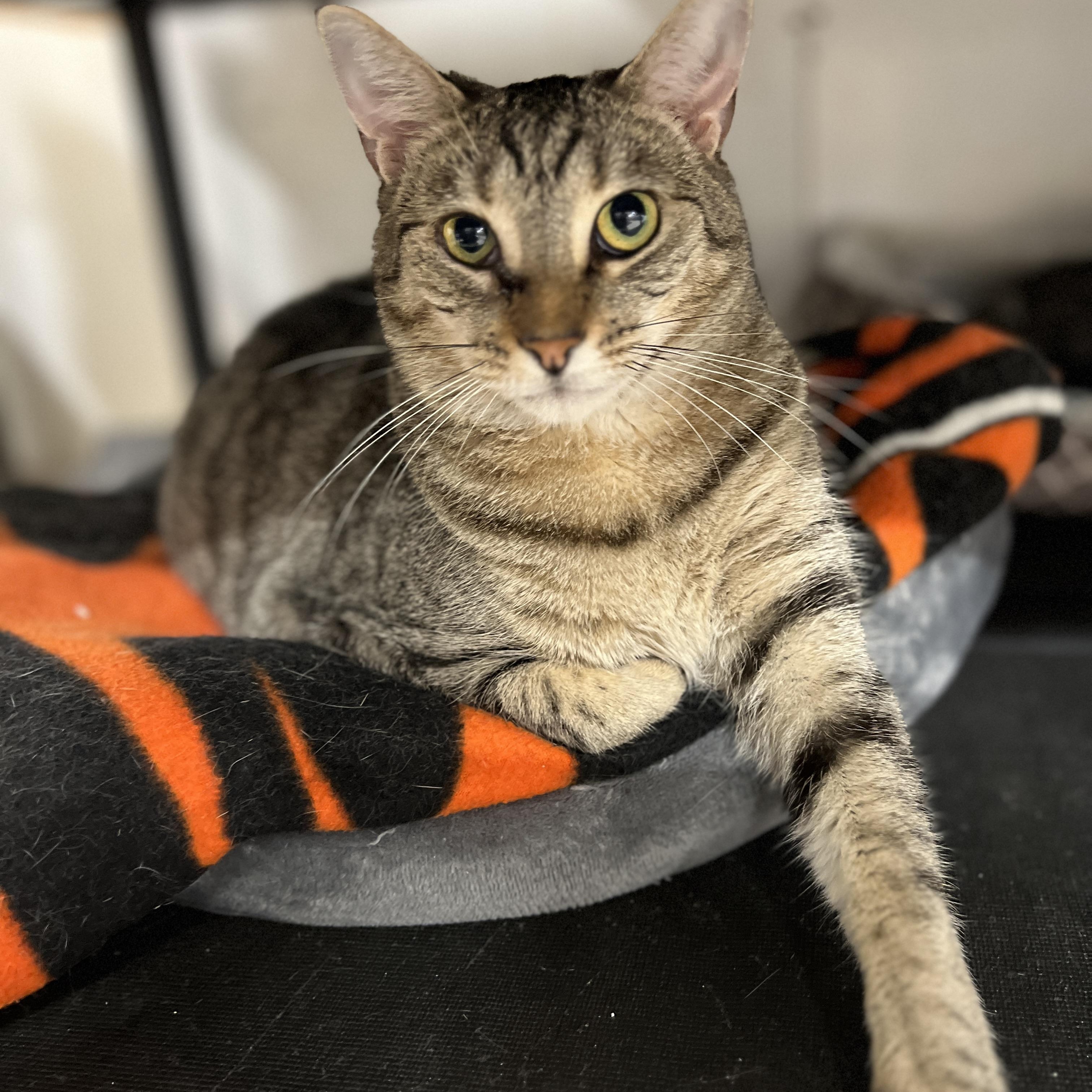 Enlarge Yasmine, a Adoptable mixed breed in Germansville, PA image 5/5