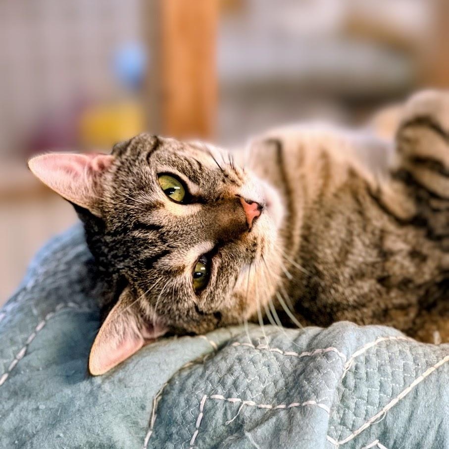 Enlarge Yasmine, an adoptable mixed breed in Germansville, PA image 5/5