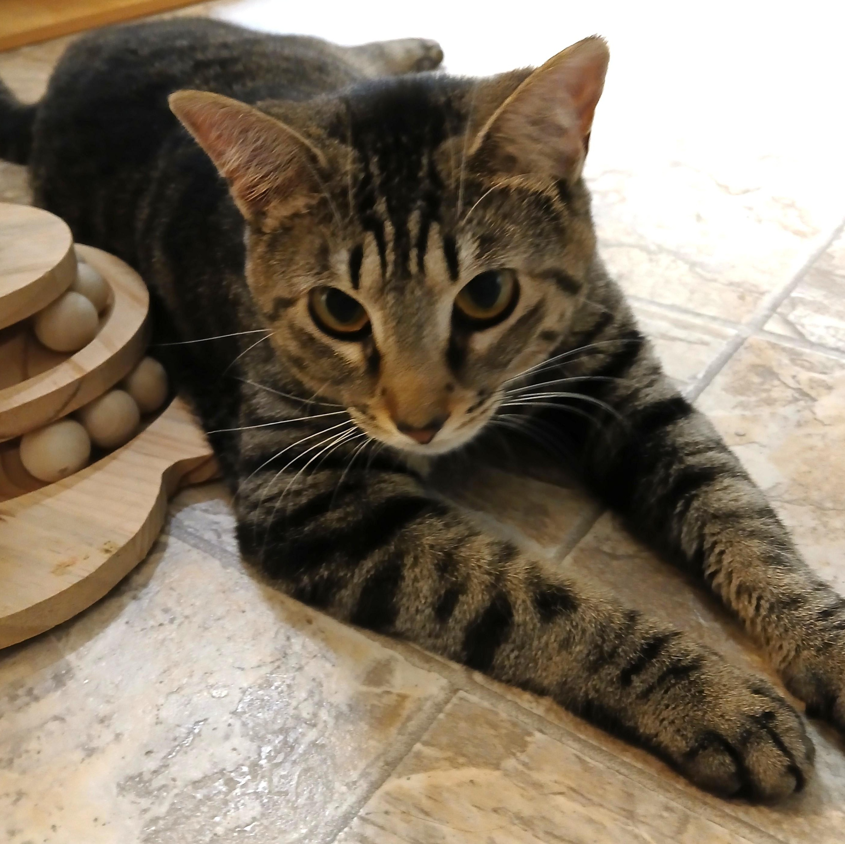 Enlarge Yasmine, an adoptable mixed breed in Germansville, PA image 5/5