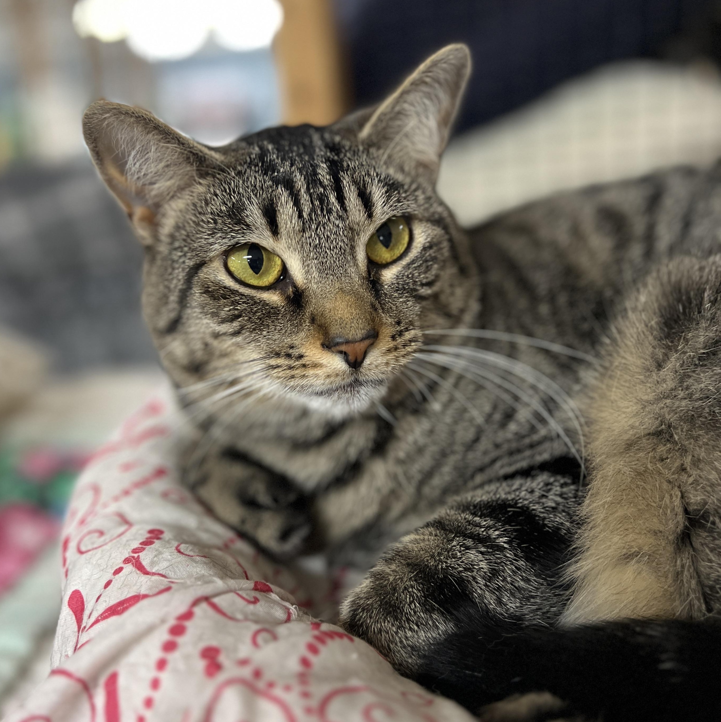 Enlarge Yasmine, a Adoptable mixed breed in Germansville, PA image 1/5