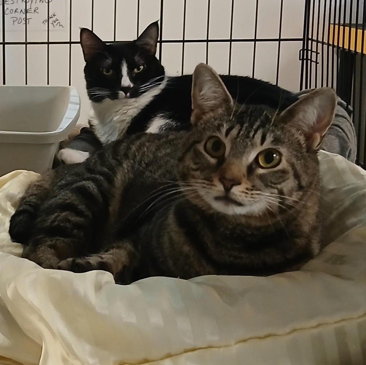 Enlarge Yasmine, an adoptable mixed breed in Germansville, PA image 4/5