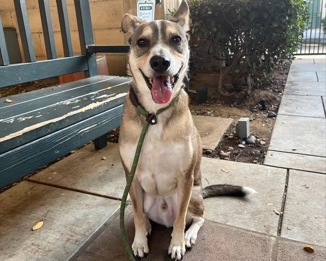 Enlarge BEAU, a Adoptable mixed breed in Pasadena, CA image 1/1