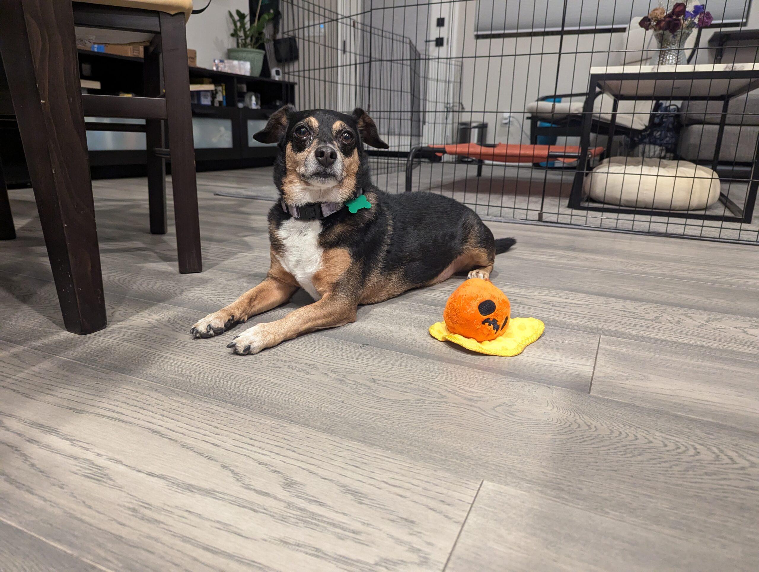 Niko (aka Cooper) 7