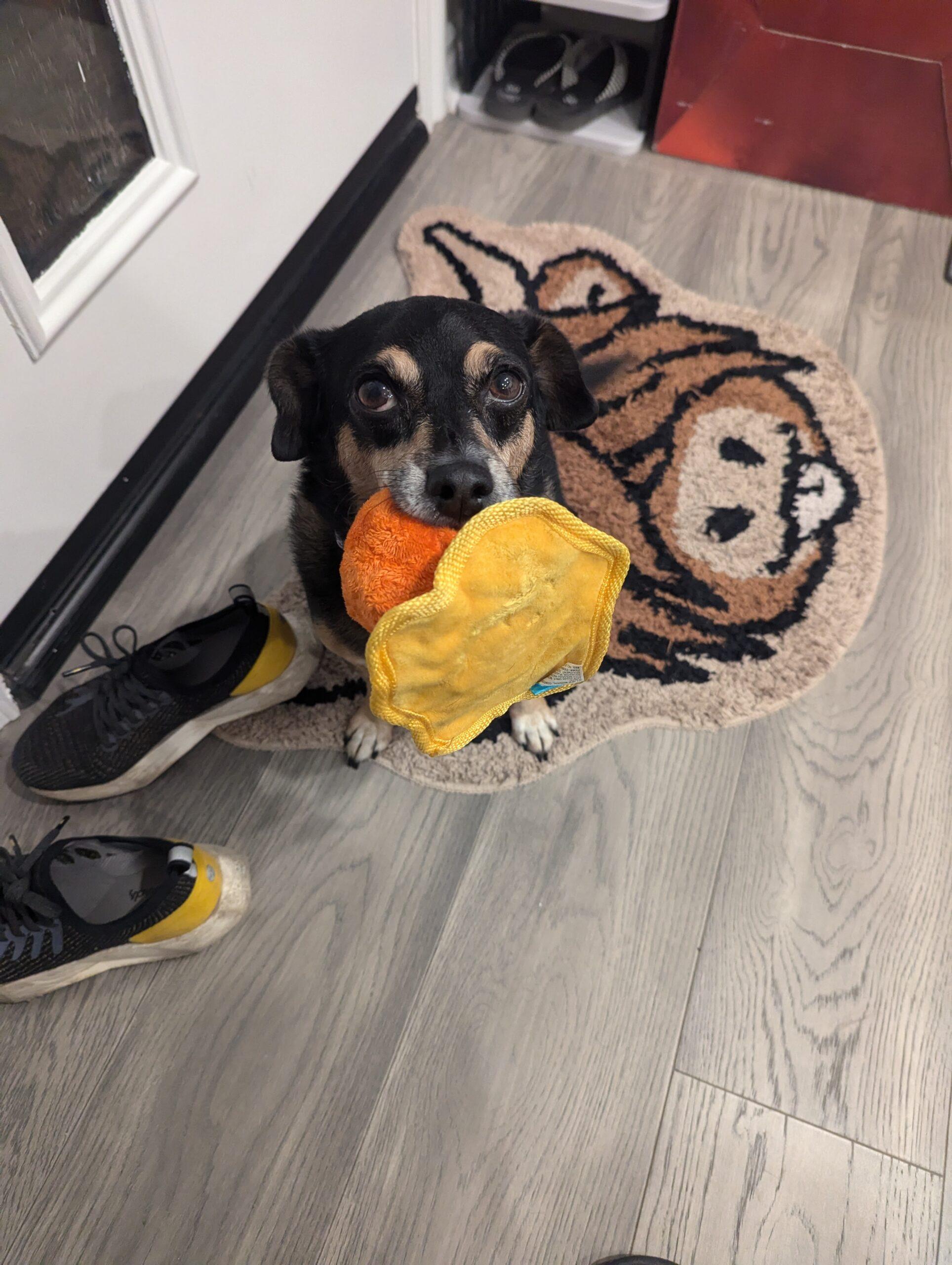 Niko (aka Cooper) 9