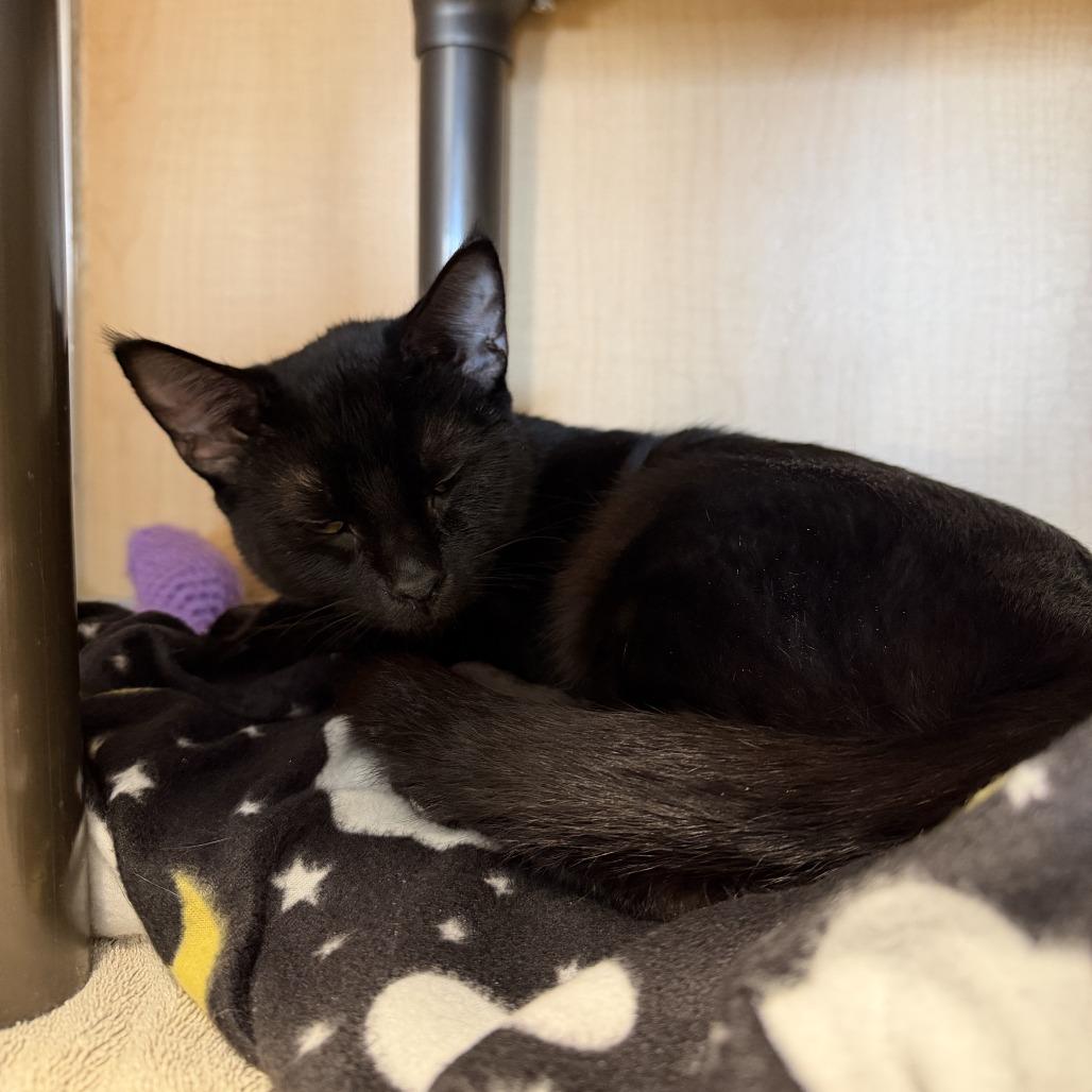 Oreo Boopkins, Adoptable, Young Female Domestic Short Hair.