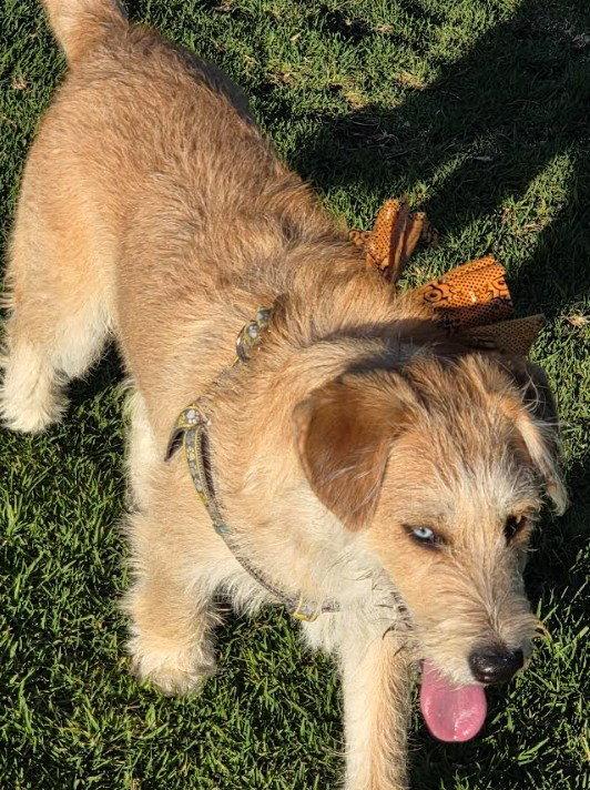 Caramel, Adoptable, Puppy Male Terrier & Siberian Husky.