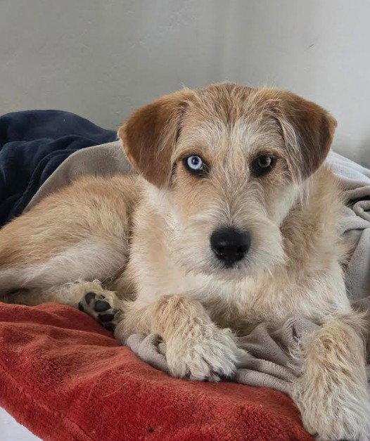 Enlarge Caramel, a Adoptable mixed breed in San Diego, CA image 2/3