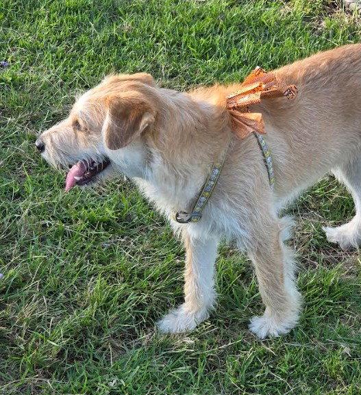 Enlarge Caramel, a Adoptable mixed breed in San Diego, CA image 3/3