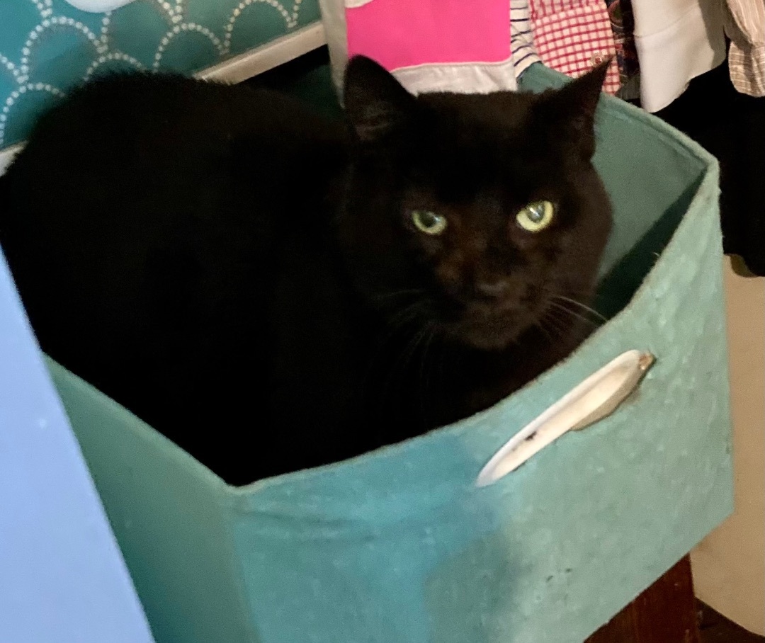 Ariel, an adoptable Domestic Short Hair in Solon, OH, 44139 | Photo Image 1