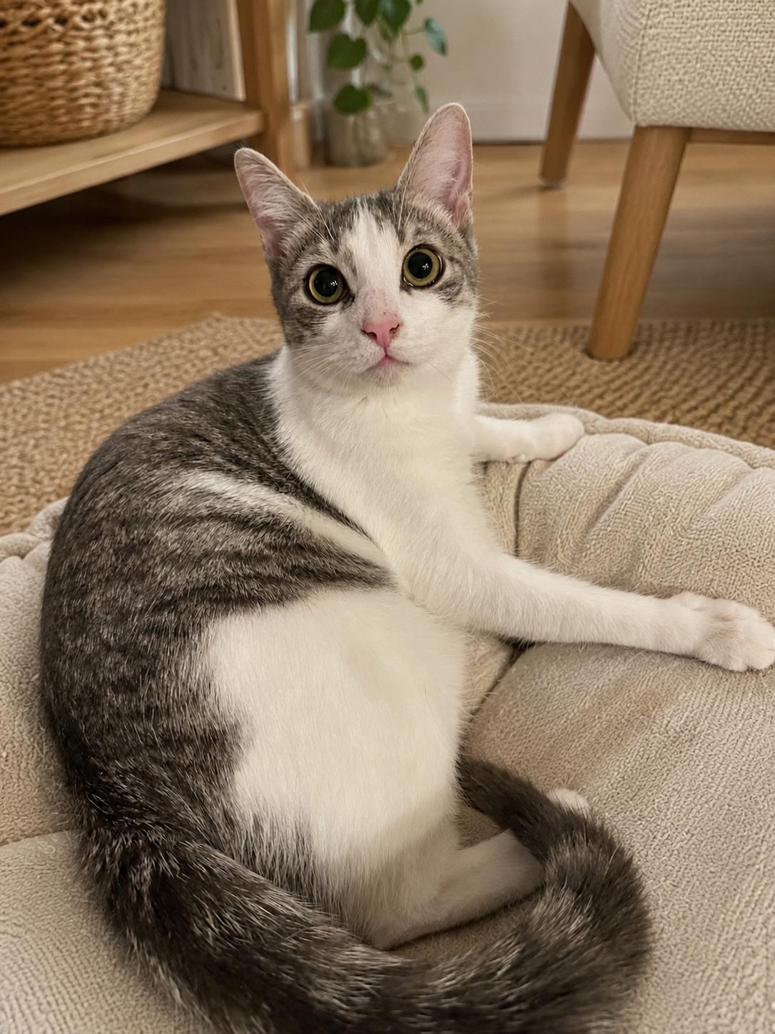 Enlarge Storm, a ADOPTABLE mixed breed in Greensboro, NC image 1/5