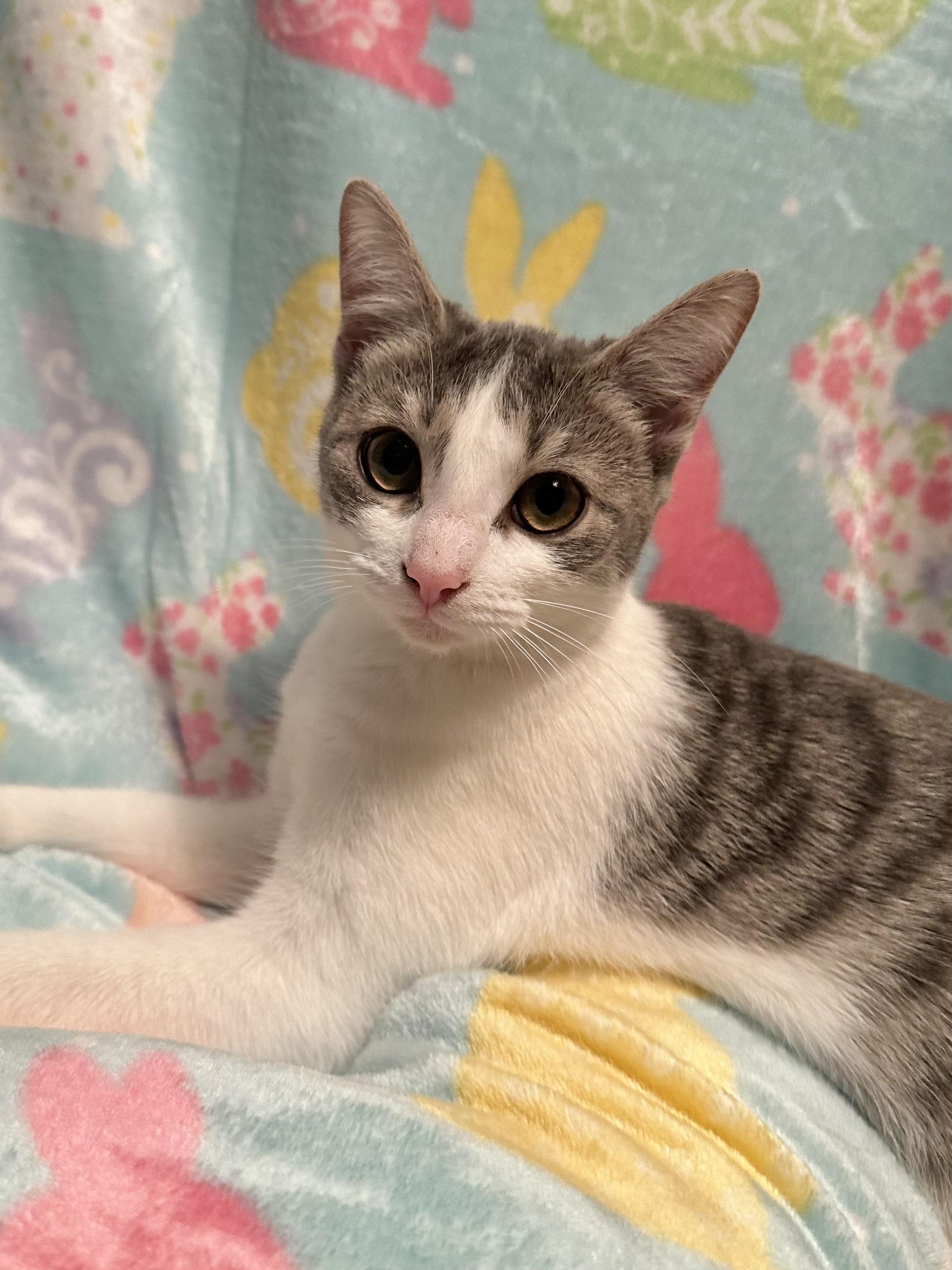 Enlarge Storm, a ADOPTABLE mixed breed in Greensboro, NC image 2/3