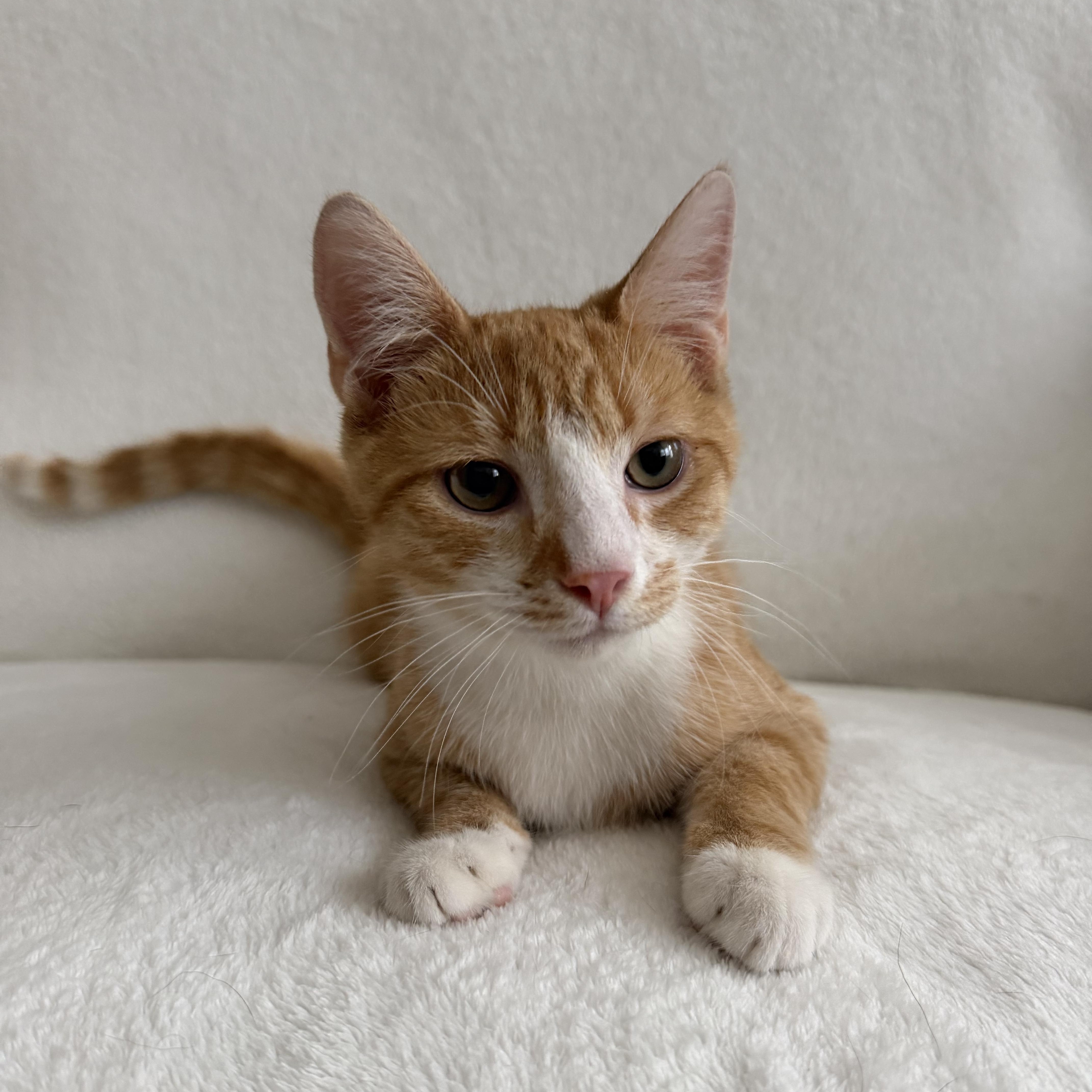 Enlarge Peter (Naranja), an adopted Domestic Short Hair in Newark, NJ image 4/5