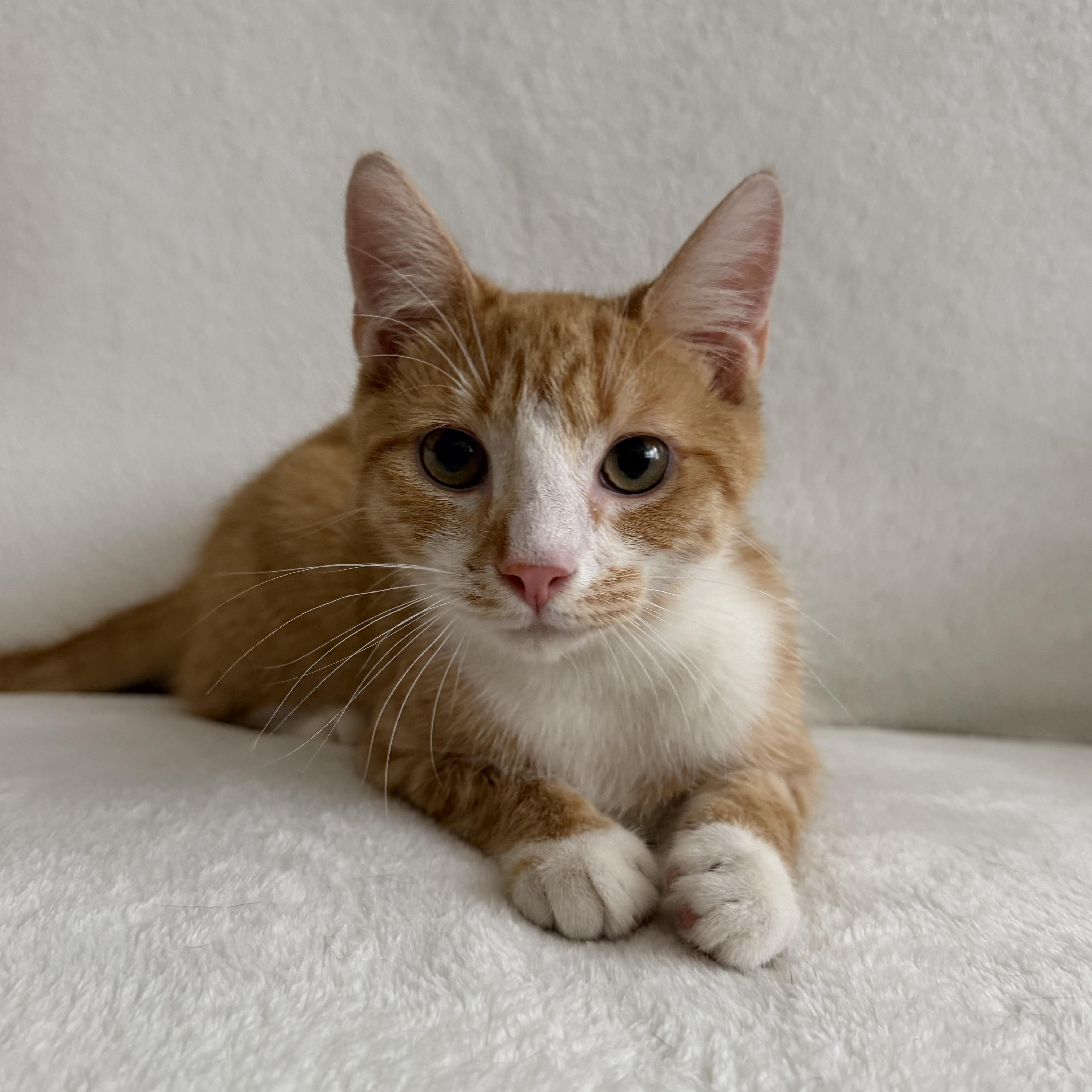 Enlarge Peter (Naranja), an adopted Domestic Short Hair in Newark, NJ image 3/5