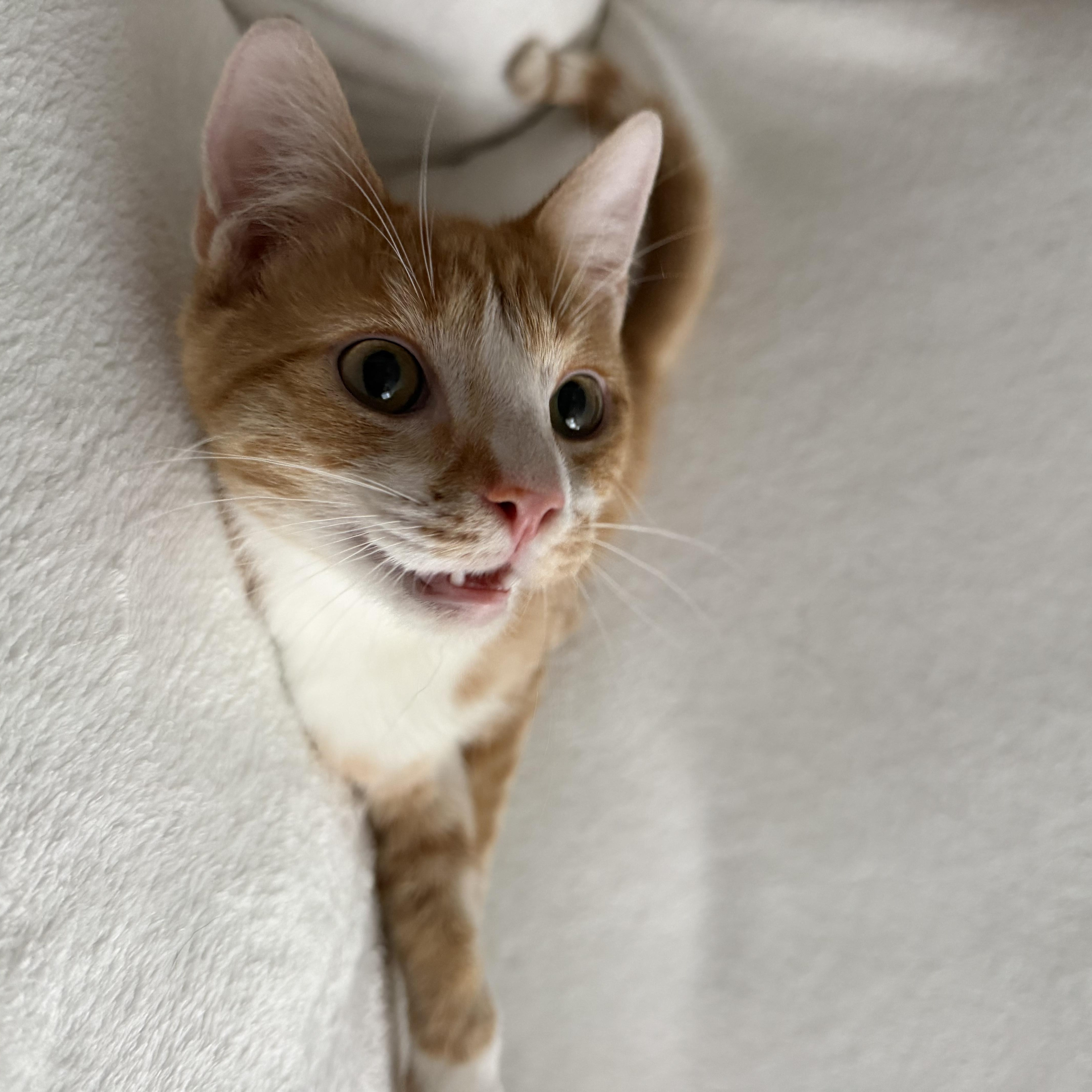 Enlarge Peter (Naranja), an adopted Domestic Short Hair in Newark, NJ image 5/5