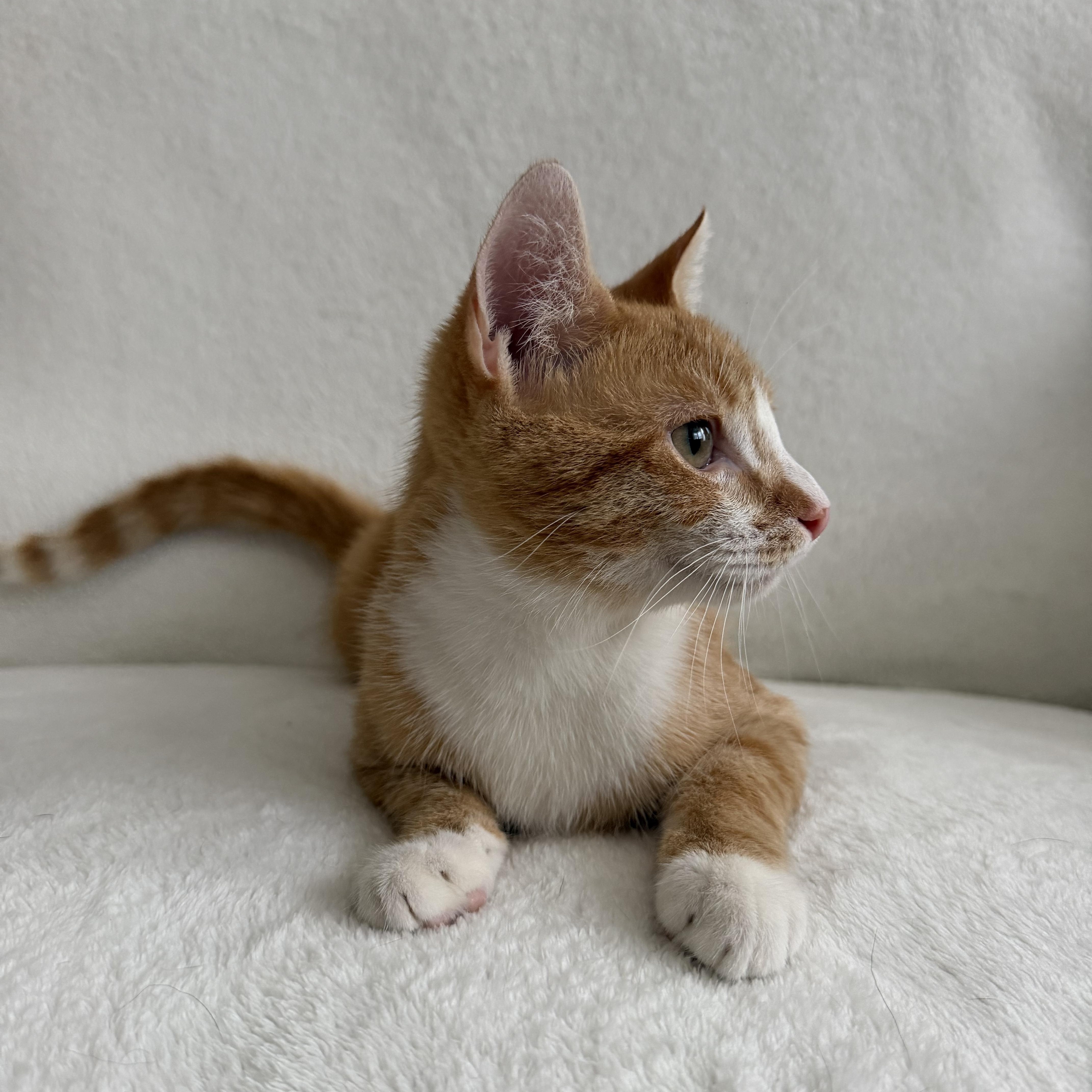 Enlarge Peter (Naranja), an adopted Domestic Short Hair in Newark, NJ image 2/5