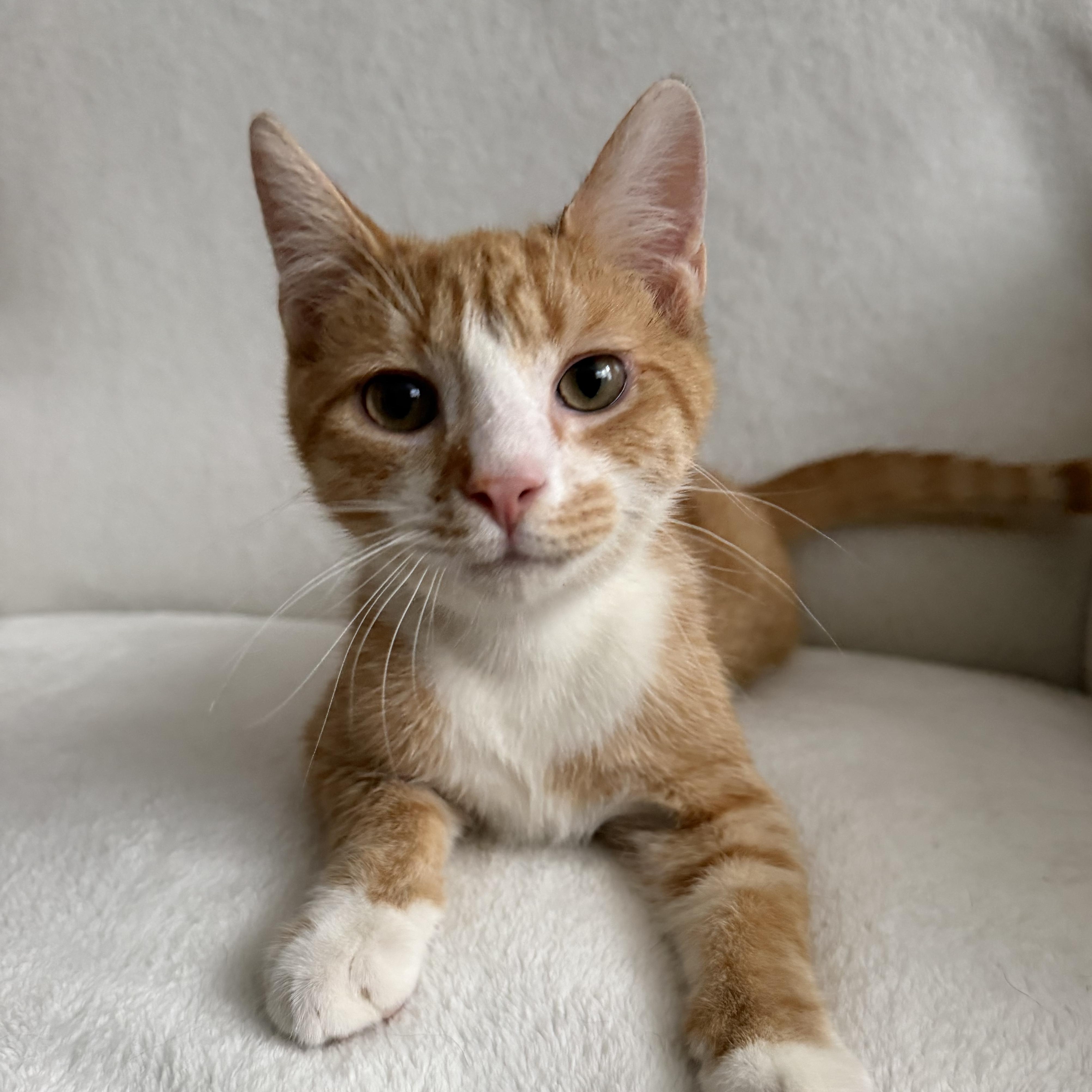 Peter (Naranja), adopted, Kitten Male Domestic Short Hair.