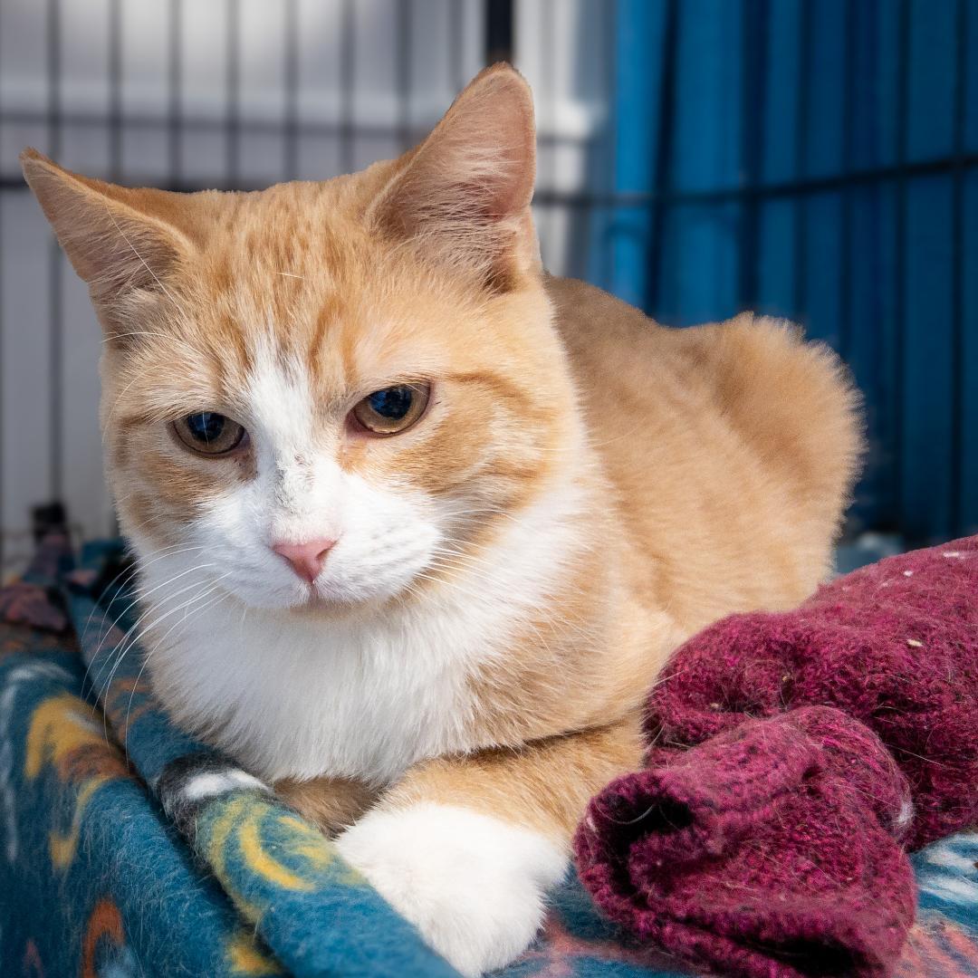 Enlarge Marty, a Adoptable mixed breed in Overland Park, KS image 1/1