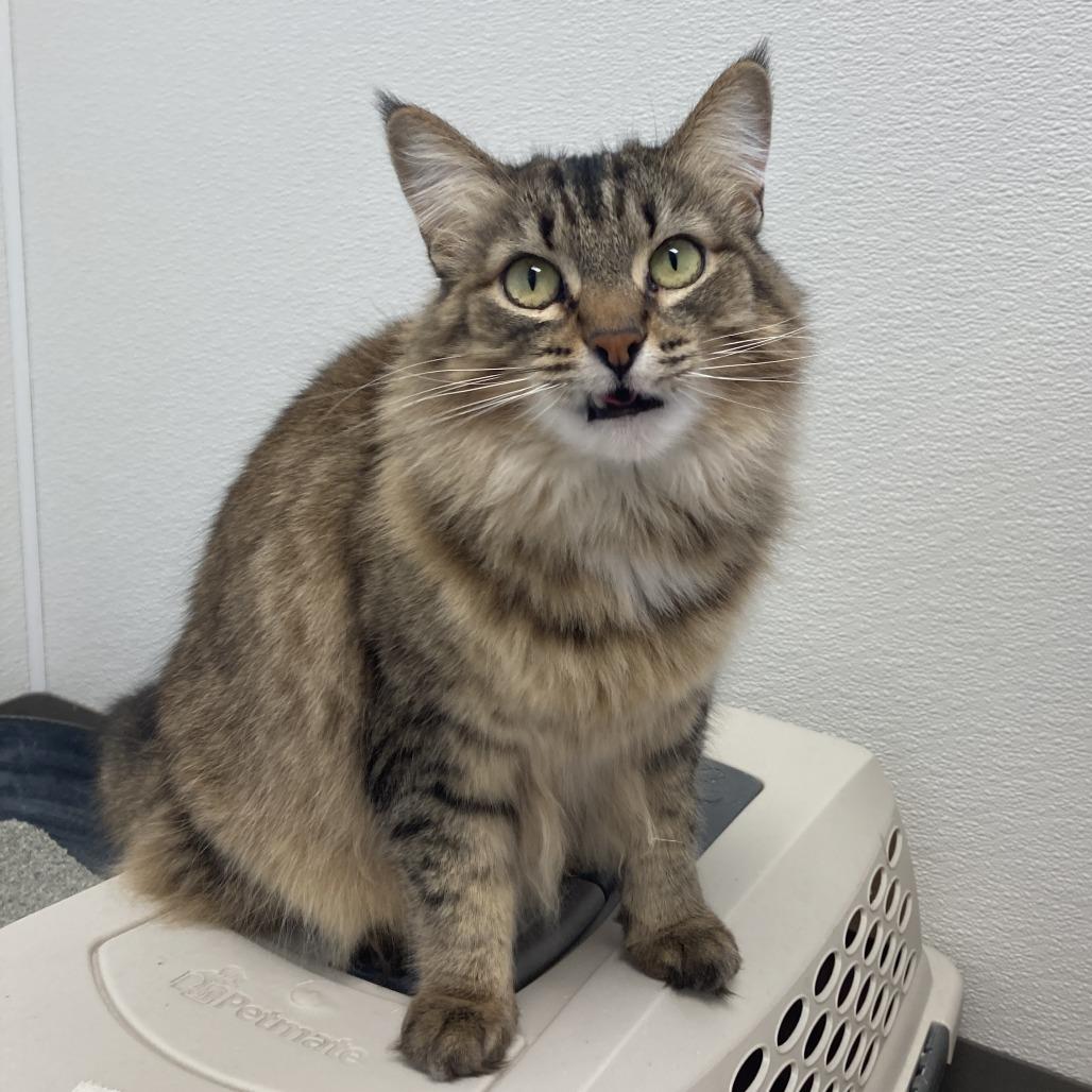 Dashi, Adoptable, Adult Female Domestic Medium Hair.