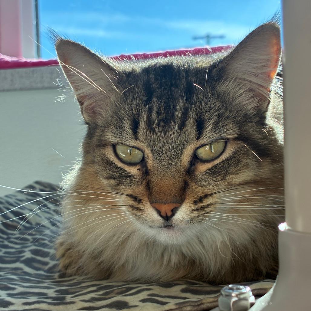 Enlarge Dashi, a Adoptable Domestic Medium Hair in St. Helena, CA image 1/3