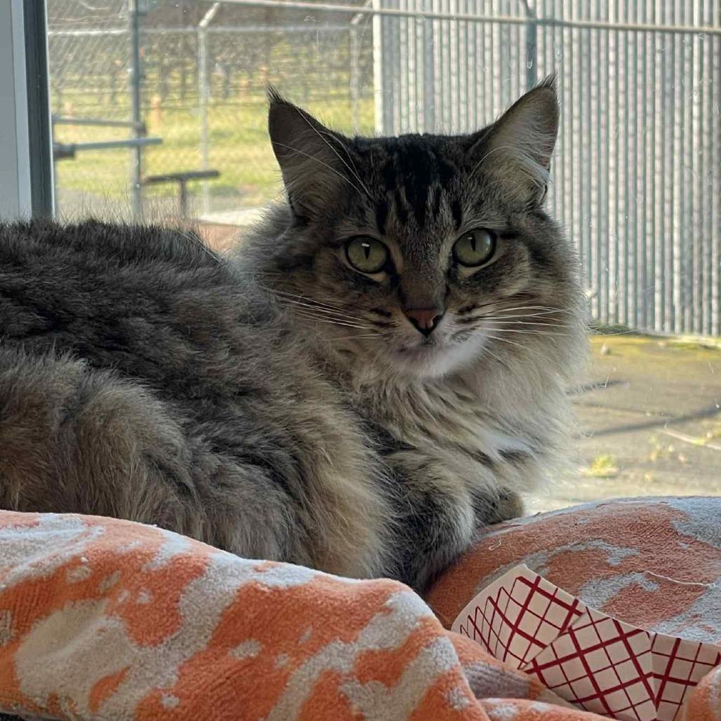 Enlarge Dashi, a Adoptable Domestic Medium Hair in St. Helena, CA image 2/3