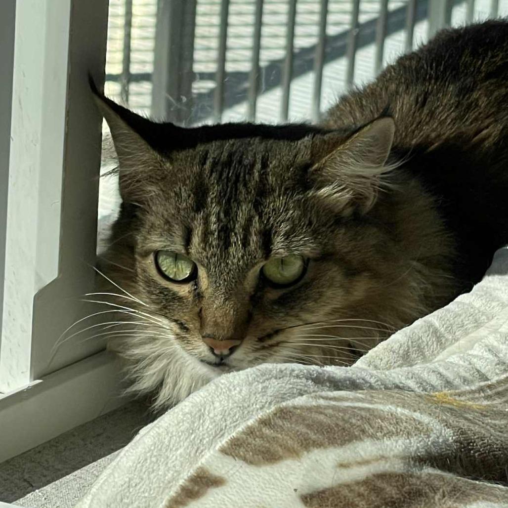 Enlarge Dashi, a Adoptable Domestic Medium Hair in St. Helena, CA image 3/3