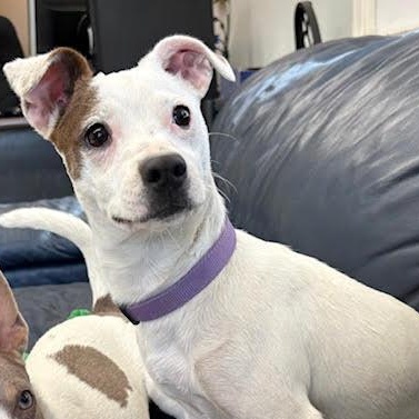 Enlarge Daisy, an adopted mixed breed in Centralia, IL image 1/1