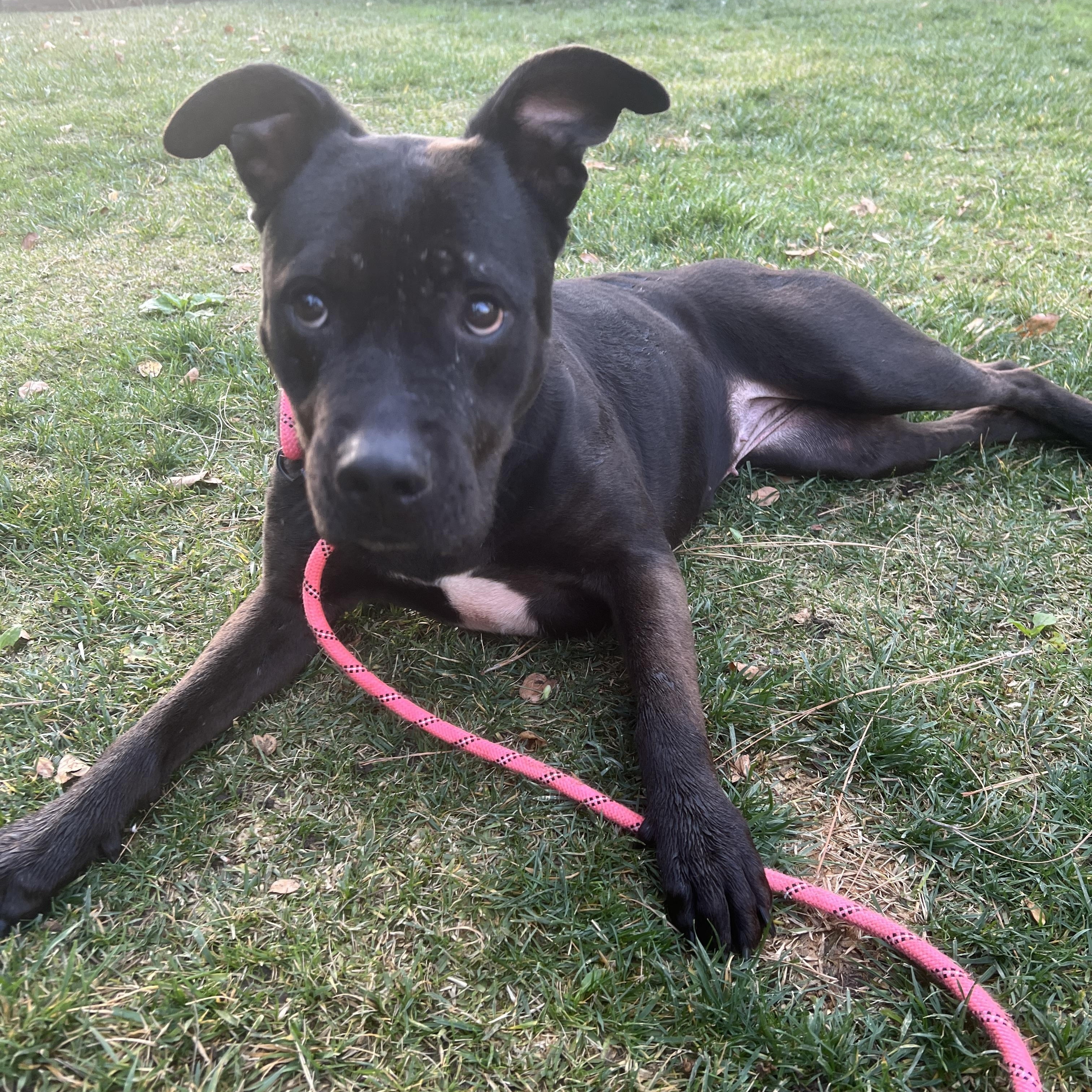 Enlarge Rosie, a Adoptable mixed breed in Redondo Beach , CA image 4/6