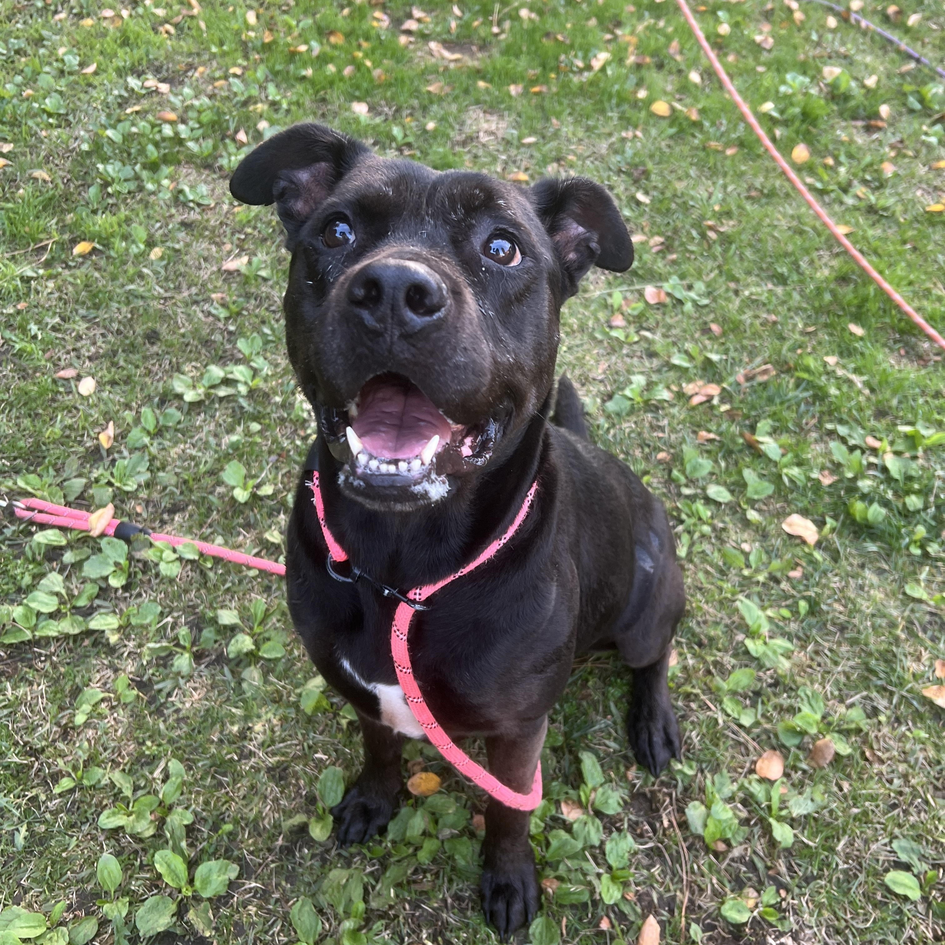 Rosie, Adoptable, Young Female American Staffordshire Terrier & Black Labrador Retriever.