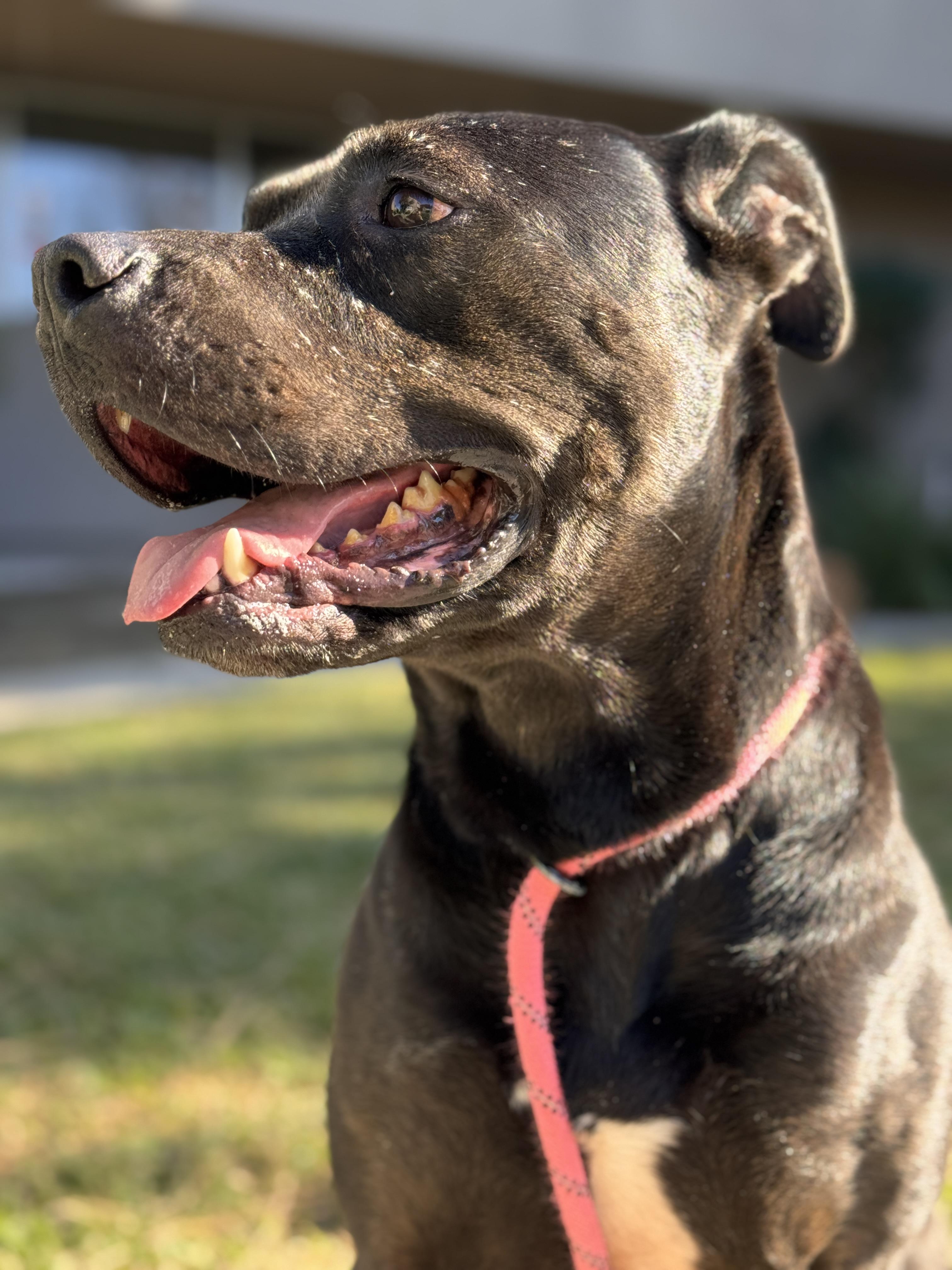 Enlarge Rosie, a Adoptable mixed breed in Redondo Beach , CA image 3/6