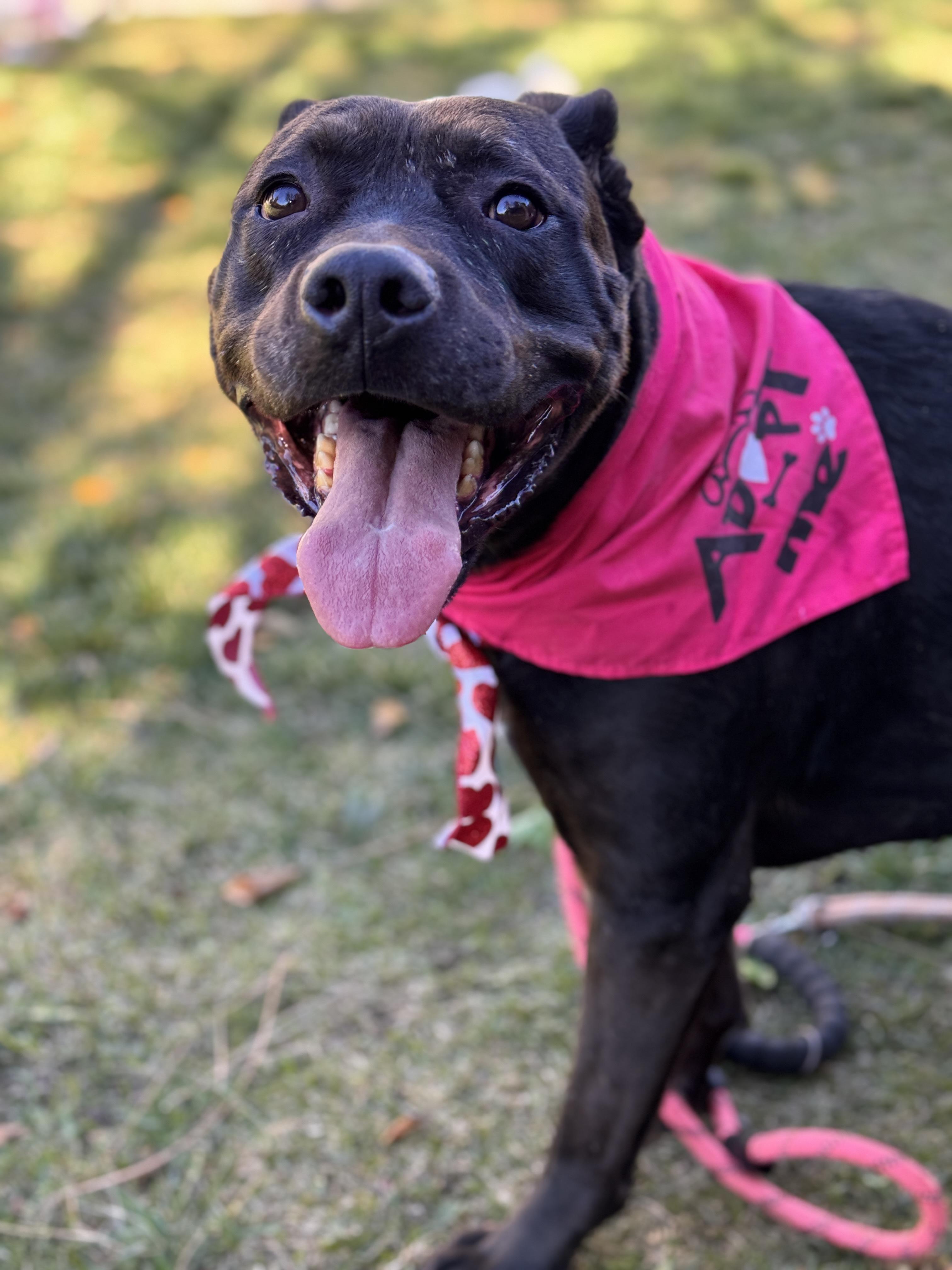 Enlarge Rosie, a Adoptable mixed breed in Redondo Beach , CA image 5/6